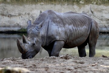 rhinocéros © schoefolt