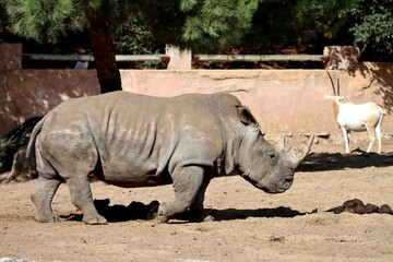 rhinocéros © schoefolt