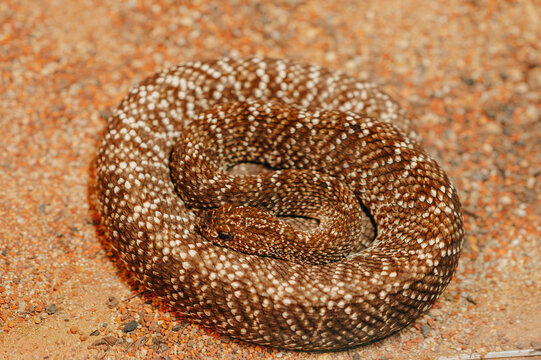 coiled brown and white speckled rattlesnake resting on gravel surface in desert setting, close-up showing keei