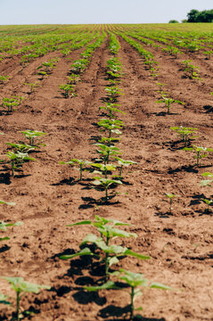 young crop sprouts in evenly spaced rows across sunlit farmland, emerging green leaves contrasting brown tilth