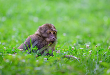 monkey in the green grass © san