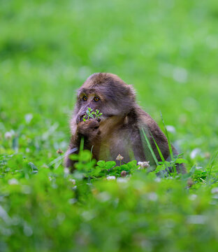 monkey in the green grass