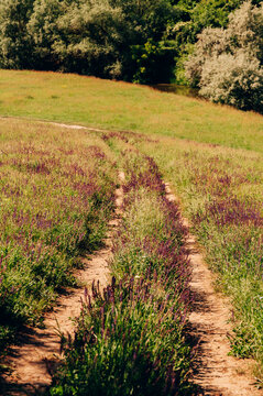 dirt track cutting through field of purple wildflowers leading toward sunlit meadow edge with trees in soft 