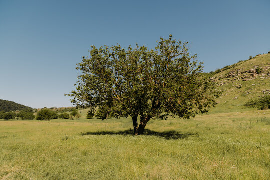 solitary leafy tree standing in sunlit grassy meadow with distant hills under clear blue sky, soft natural mid