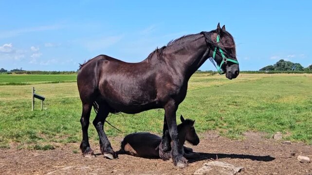 Frisian horse with foal in a meadow in Friesland, the Netherlands
