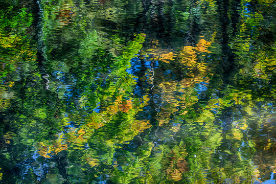 autumn trees reflected in the forest river