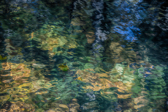 autumn trees reflected in the forest river