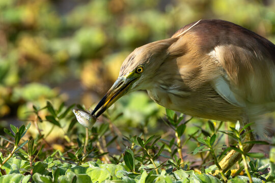 Indian Pond Heron catching a fish in shallow water, showcasing its natural hunting behavior and feeding activity in its wetland habitat.