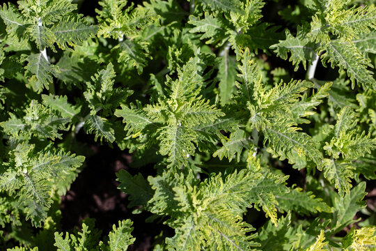 Closeup of foliage of Salvia 'Blue Spire' in a massed bedding display in a garden in Spring