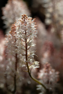 Closeup of flower spikes of Tiarella 'Spring Symphony' in a garden in Spring