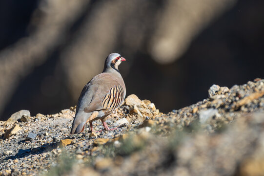 Chukar partridge in its natural habitat, captured in a close-up shot highlighting its distinctive black-and-white facial markings, reddish bill, and beautifully patterned plumage.