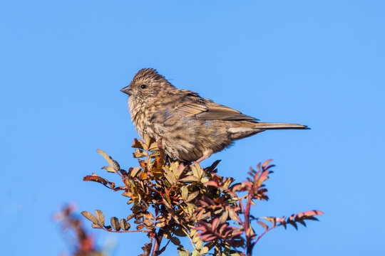 Female Himalayan Beautiful Rosefinch in its natural habitat, showcasing its delicate plumage and natural beauty in the Himalayan wilderness.