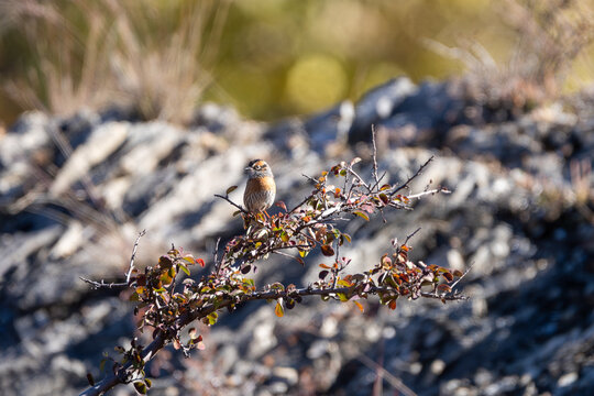 Rufous-breasted Accentor in its natural habitat, showcasing its distinctive rufous breast, patterned plumage, and natural behavior in a mountainous environment.