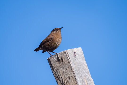 Eurasian Wren perching in its natural habitat, captured in a close-up shot highlighting its intricate plumage, compact body, and distinctive features.