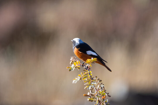 White-winged Redstart captured in a close-up shot, highlighting its striking plumage, distinctive white wing patches, and natural beauty in its Himalayan habitat.