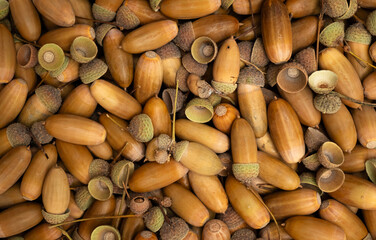 Brown Oak Acorns and Acorn Caps Full Frame Background. Autumn Seeds Texture Top View. Natural Fall Harvest Pattern © IULIIA AZAROVA