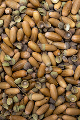 Brown Acorns and Caps Pile Full Frame Background. Oak Seeds Autumn Texture Top View. Natural Fall Harvest Pattern Vertical © IULIIA AZAROVA