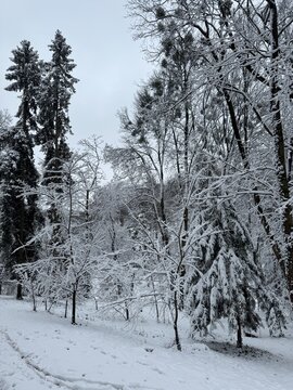 A beautiful winter landscape in a forest or park. The trees are covered with snow. A New Year's fairy tale. Christmas spirit. A walk through a winter forest. Vertical view