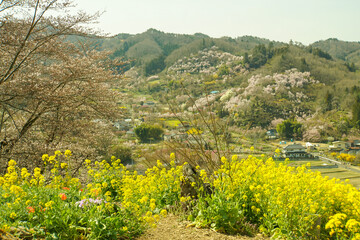 日本の原風景に広がる春の彩り 花見山の菜の花と里山集落 © kawata_alpha