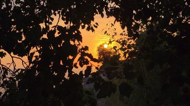 Dark tree branches and leaves framing the setting sun, filtering golden light across an orange dusk sky and creating a tranquil nature scene filled with warmth and reflection