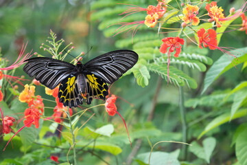 Female golden birdwing butterfly (Troides aeacus) fluttering while feeding on peacock flowers, Cambodia © Don