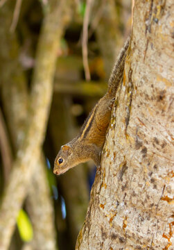 Chipmunk against the backdrop of tropical nature. Chipmunk close-up, running along tree branches.