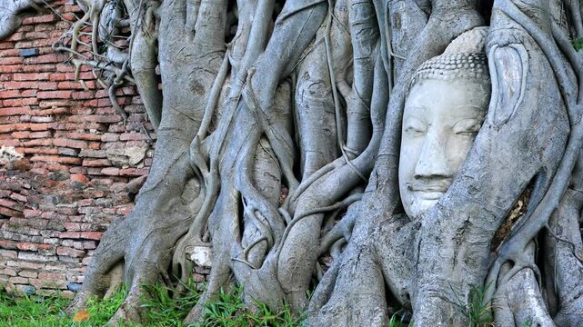 The famous Buddha head entwined in tree rootsone of the most iconic and photographed historical landmarks in Ayutthaya at Wat Mahathat in Ayutthaya Historical Park, Thailand. 