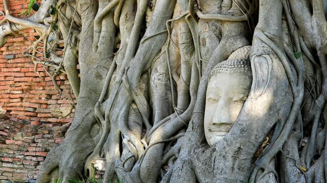 The famous Buddha head entwined in tree rootsone of the most iconic and photographed historical landmarks in Ayutthaya at Wat Mahathat in Ayutthaya Historical Park, Thailand. 