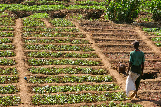 Gardener walking between rows of green vegetable beds carrying a sack and a watering can, Bamako District, Bamako, Mali