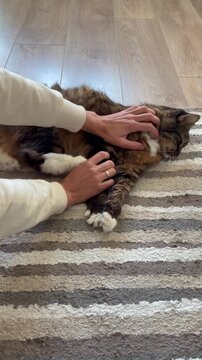 Close-up of a person gently petting a relaxed fluffy long-haired cat on a striped rug at home. Pet care, animal affection, domestic comfort, relaxation