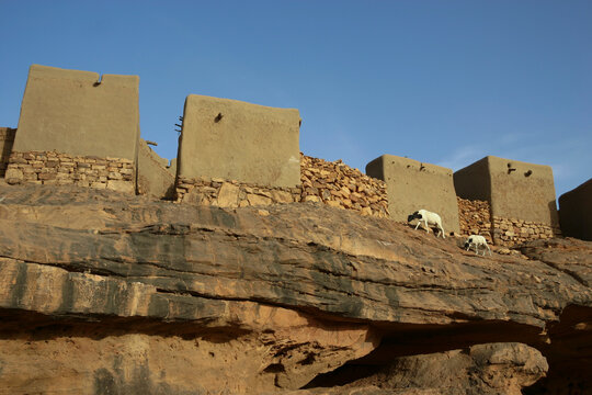 Sheep walking along a rock ledge beneath the mud walls of a cliff village, Mopti Region, Bandiagara, Mali