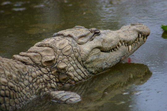 Close up of a crocodile head with sharp teeth in the water, Mopti Region, Bandiagara, Mali