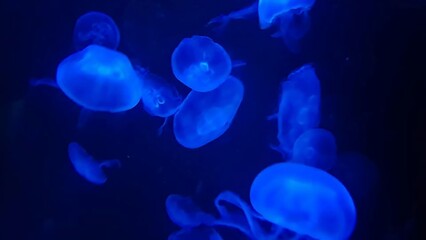 Sydney, Australia - Bioluminescent Moon jellyfish swimming in deep blue water at SEA LIFE Sydney Aquarium, close up view of glowing aurelia aurita group drifting in dark ocean habitat. © Mark Heider