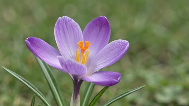 Purple crocus flower blooming and opening petals gradually in spring nature time lapse macro video
