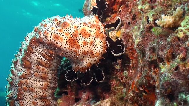 A sea cucumber feeding on a coral wall with blue ocean in the background