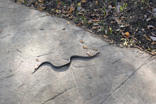 Wild snake slithering across a paved park path beside fallen autumn leaves and dark soil