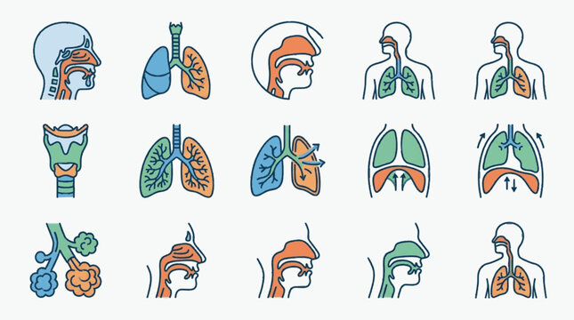 Human respiratory system icon set featuring anatomical diagrams of lungs, nose, throat, larynx, trachea, bronchi, alveoli, and diaphragm breathing processes for medical education.