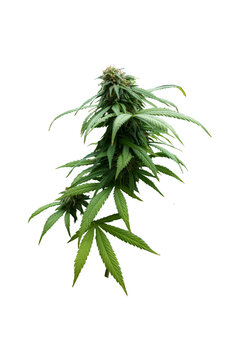 marijuana plant isolated on white