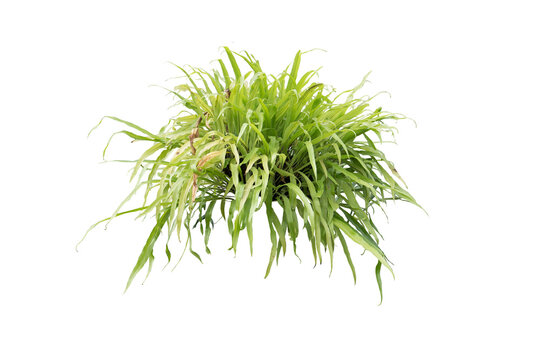 fern plant isolated on white