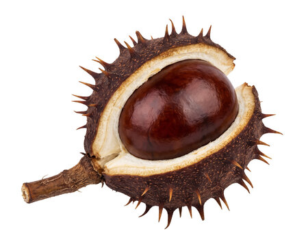 Horse chestnut resting inside prickly husk