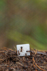 Ultra macro photography of forest red ants on white refined sugar cube macro texture background © Tanaly