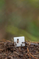 Ultra macro photography of forest red ants on white refined sugar cube macro texture background © Tanaly