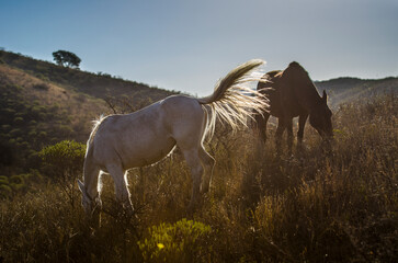 horses in the field © Gonzalo