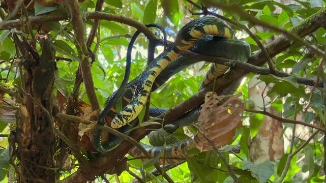 Chicken Snake (Spilotes pullatus) in a bush in the rainforest, Costa Rica