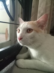 Cute domestic white and orange cat sitting by the window looking outside. © KITTIYA