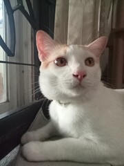 Cute domestic white and orange cat sitting by the window looking outside. © KITTIYA