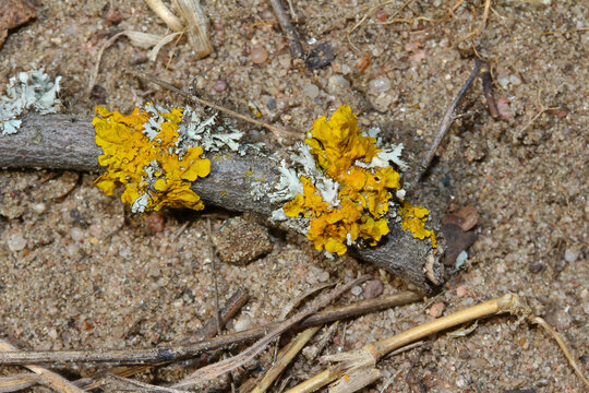 Gelbflechte auf einem Ast, Xanthoria Parletina