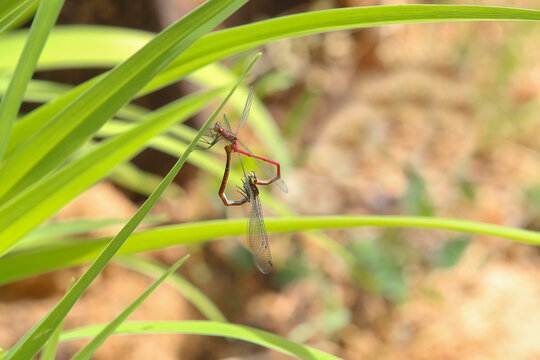 Paarungsrad der Libelle Weidenjungfer, Lestes viridis