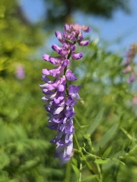 bee on a flower. bee on lavender