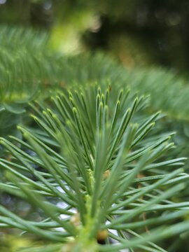 close up of pine needles. green pine needles